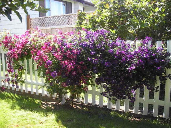 clematis006.jpg