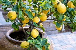 lemon-tree-container-550x364.jpg