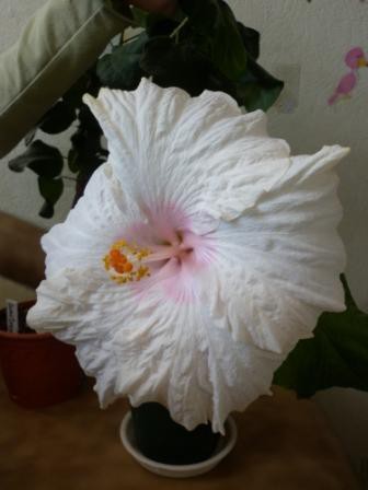 Marilyn's Melody