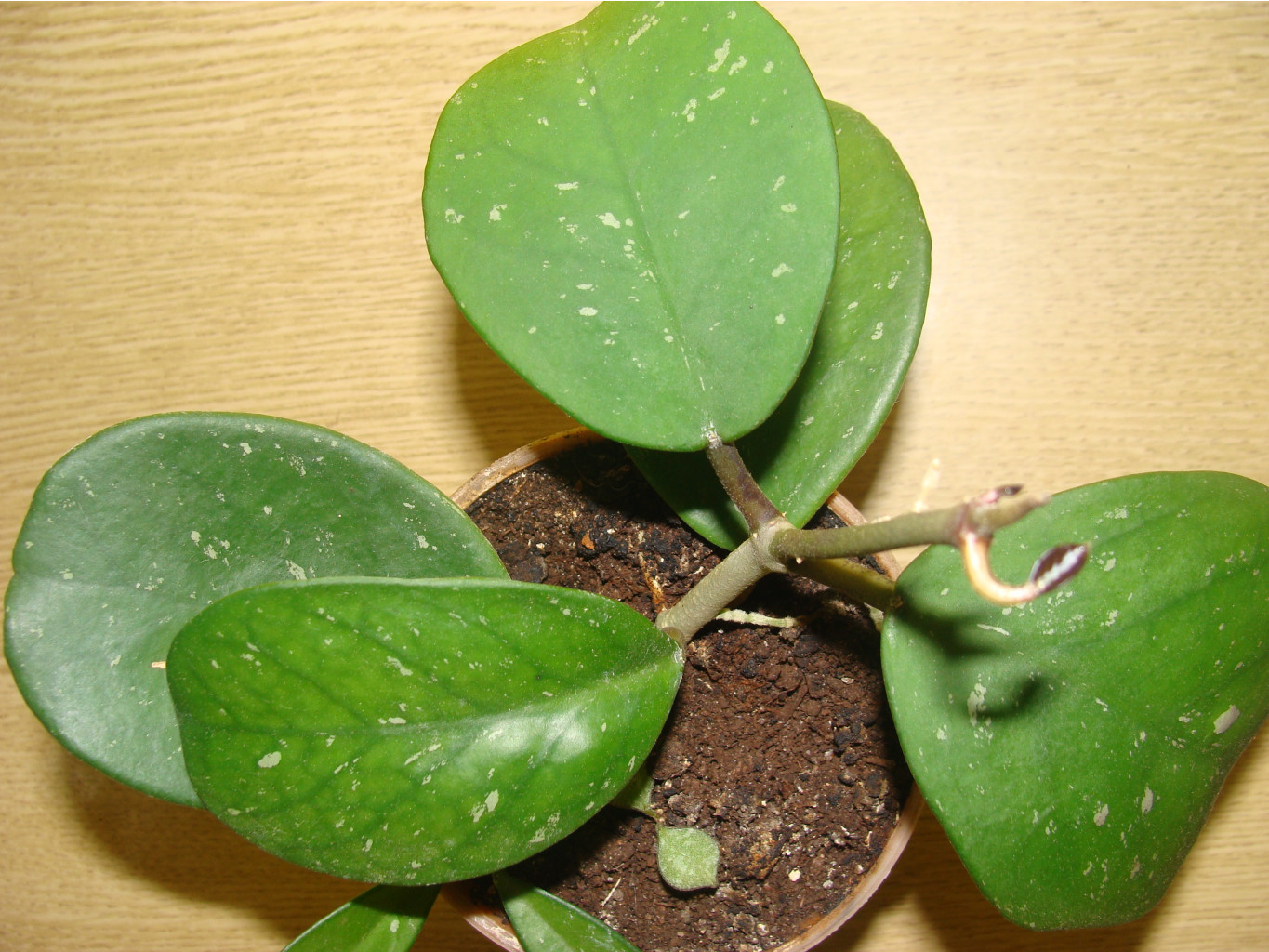 Obovata