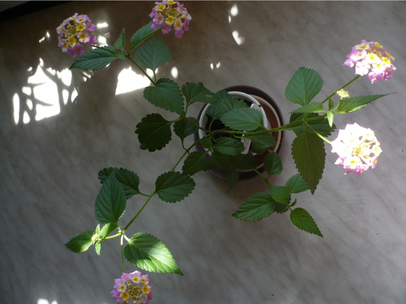 Lantana camara (Fabiola) ()