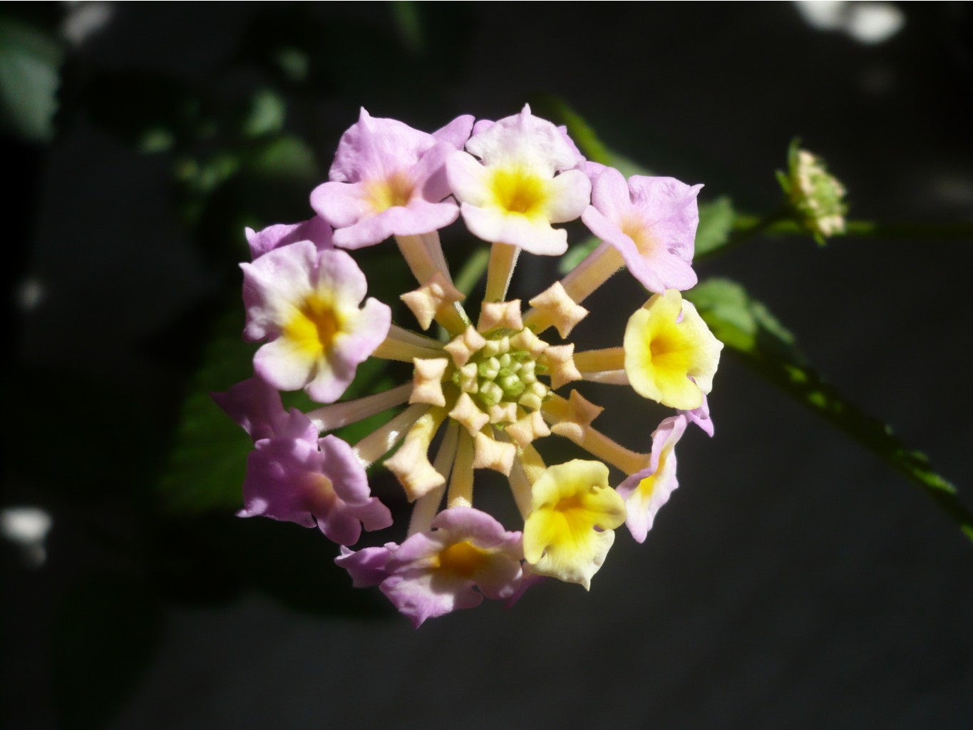 Lantana camara (Fabiola) ()