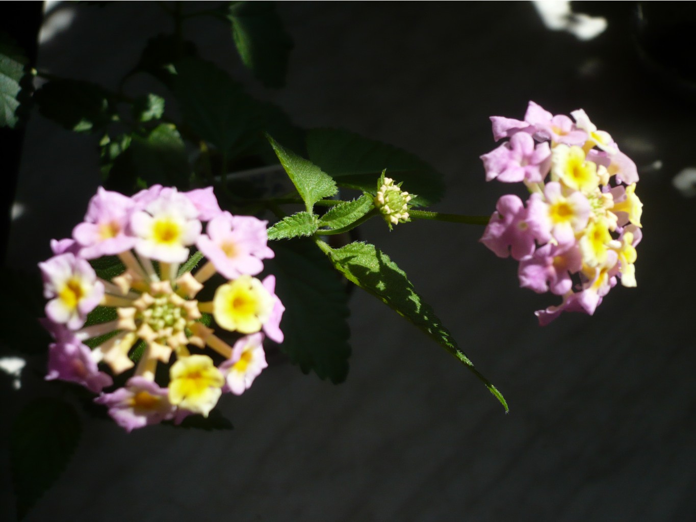 Lantana camara (Fabiola) ()