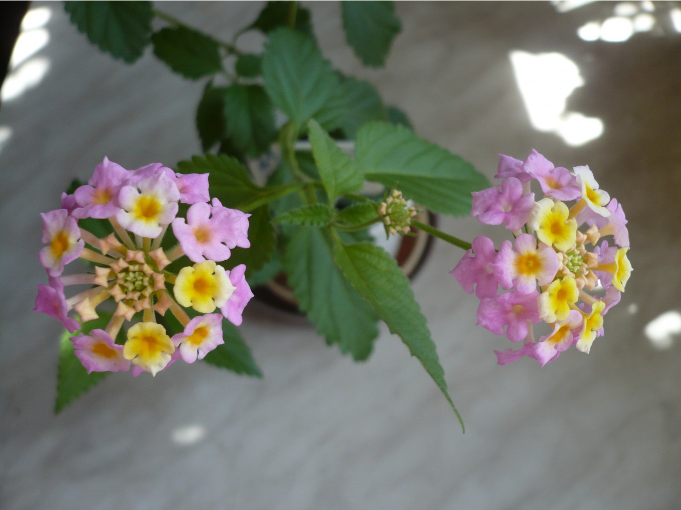 Lantana camara (Fabiola) ()