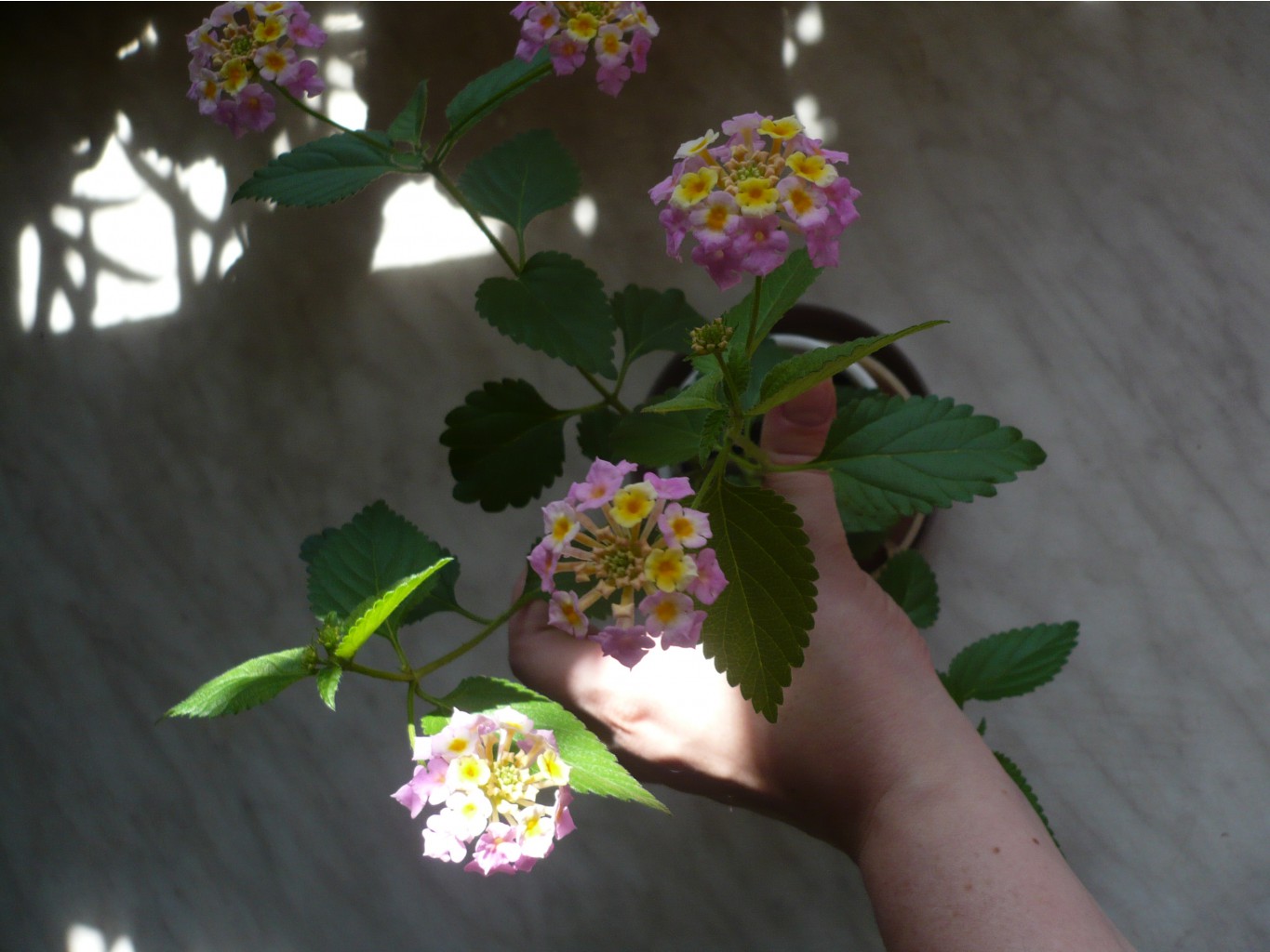 Lantana camara (Fabiola) ()