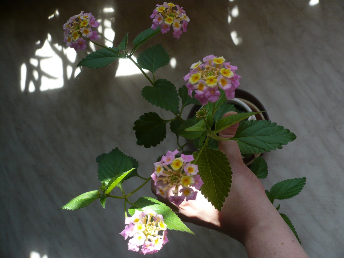 Lantana camara (Fabiola) ()