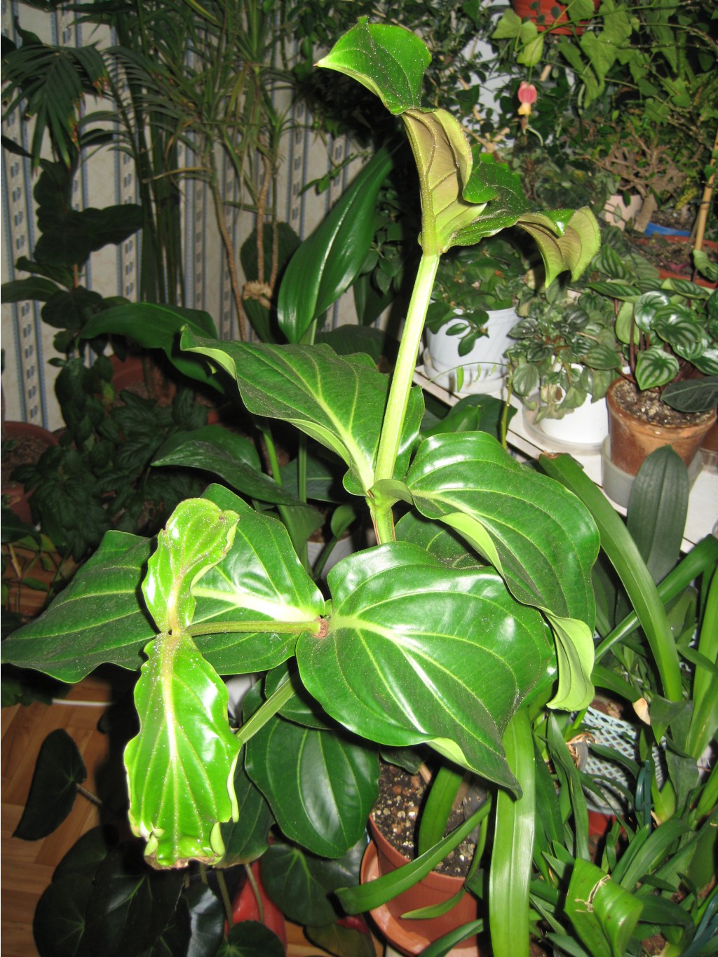 IMG_1280.JPG