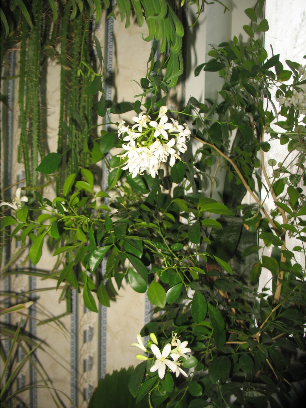 IMG_0555.JPG