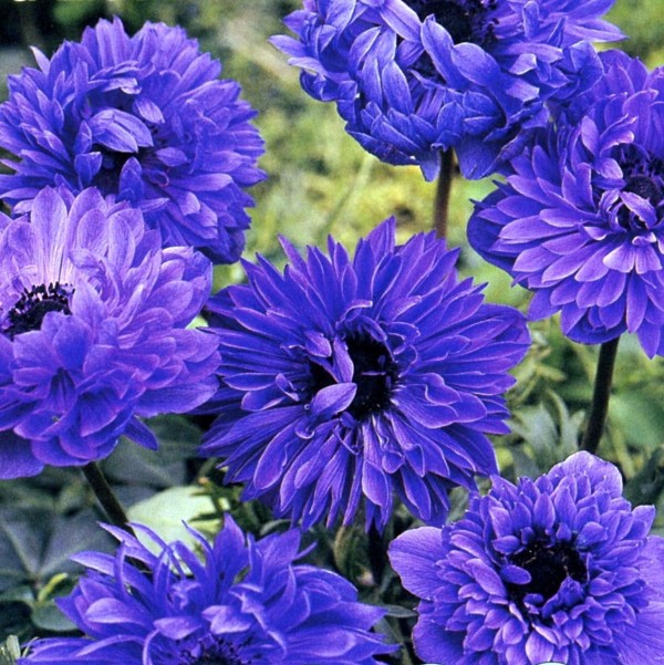     Anemone coronaria, double flowering Lord Lieutenant.jpg