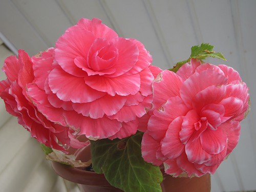                      Begonia Camelia.jpg