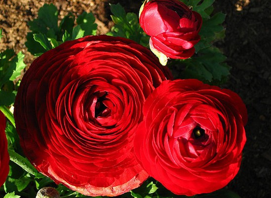     Ranunculus Red.jpg