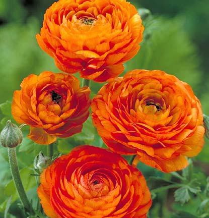   Ranunculus Orange.jpg