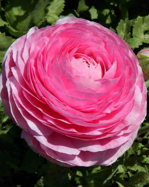   Ranunculus PINK.jpg