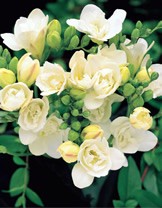                     Freesia doubleflowering WHITE.jpg