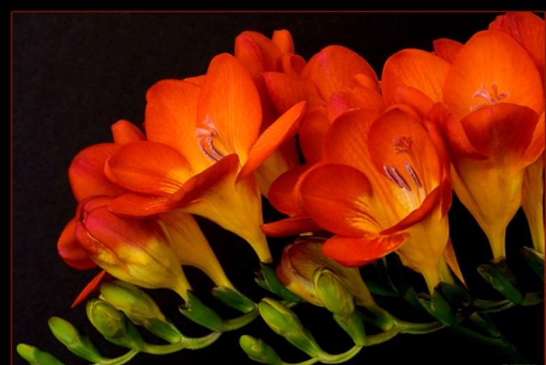     Freesia doubleflowering RED.jpg