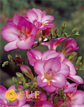     Freesia doubleflowering PINK.jpg