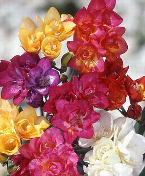           Freesia doubleflowering mixed.jpg