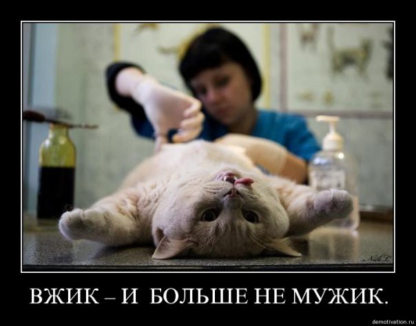 demotivatory-cat-f-it-ru1.jpg