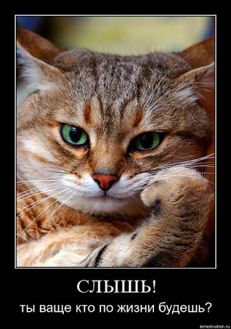 demotivatory-cat-f-it-ru22.jpg
