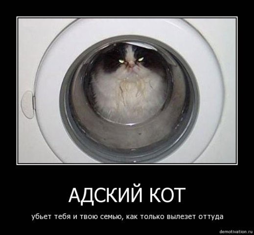 demotivatory-cat-f-it-ru76.jpg