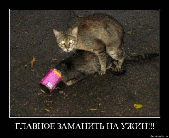 demotivatory-cat-f-it-ru96.jpg