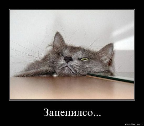 demotivatory-cat-f-it-ru117.jpg