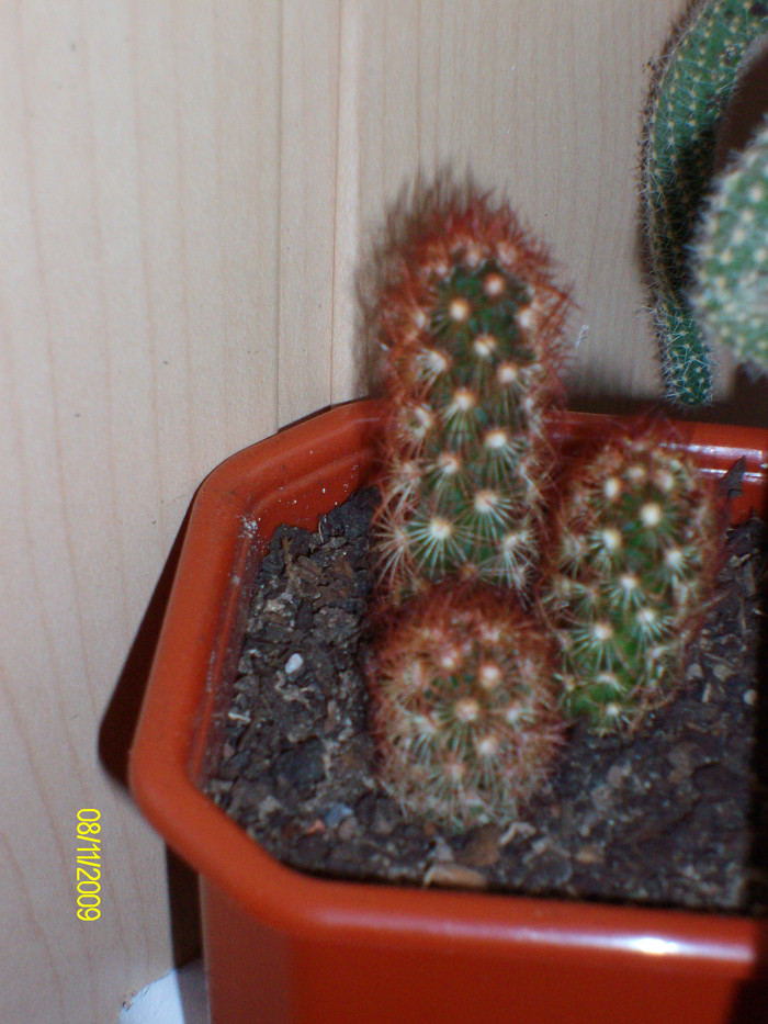 Mammillaria elongata