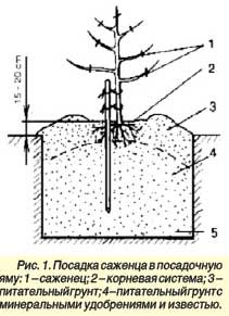 podgotov_posadoshnih_yam3.jpg