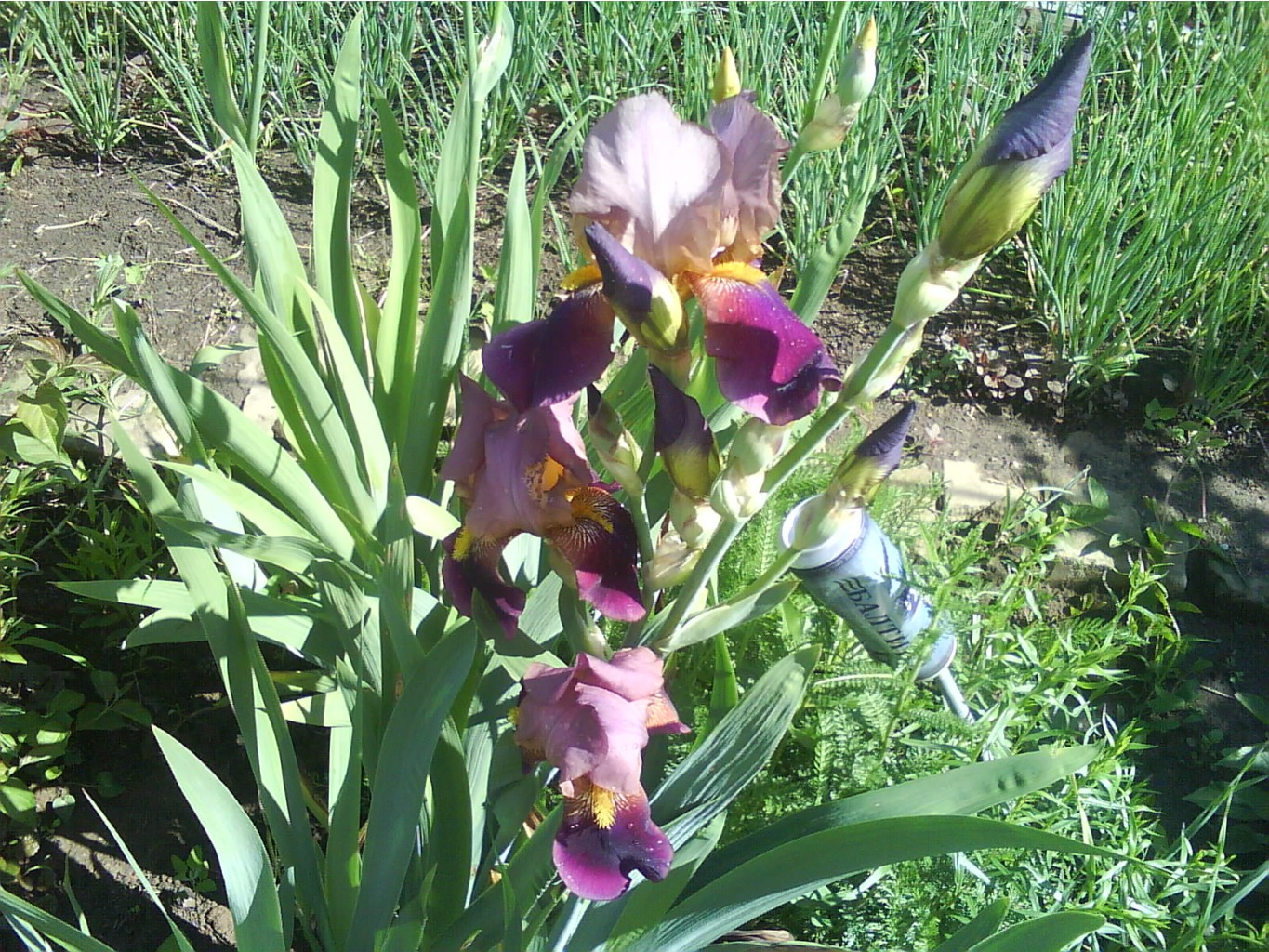 DSC01147.JPG