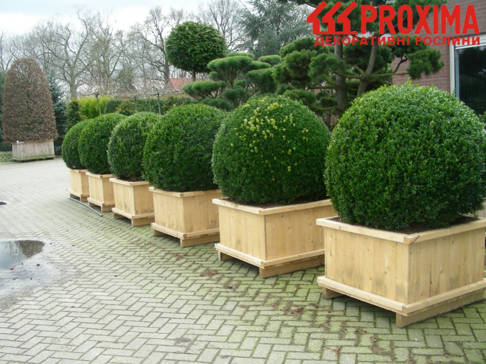  Buxus 200..jpg