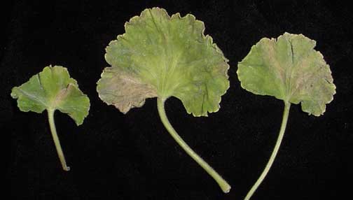 geranium-bac-blight[1].jpg