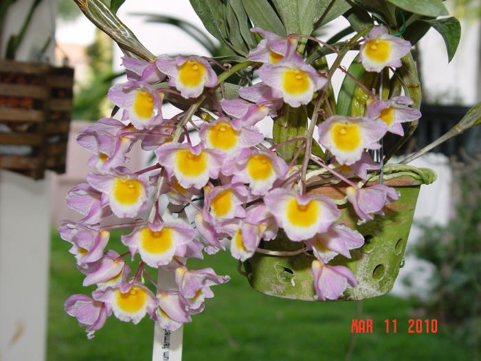 Dendrobium farmeri.jpg