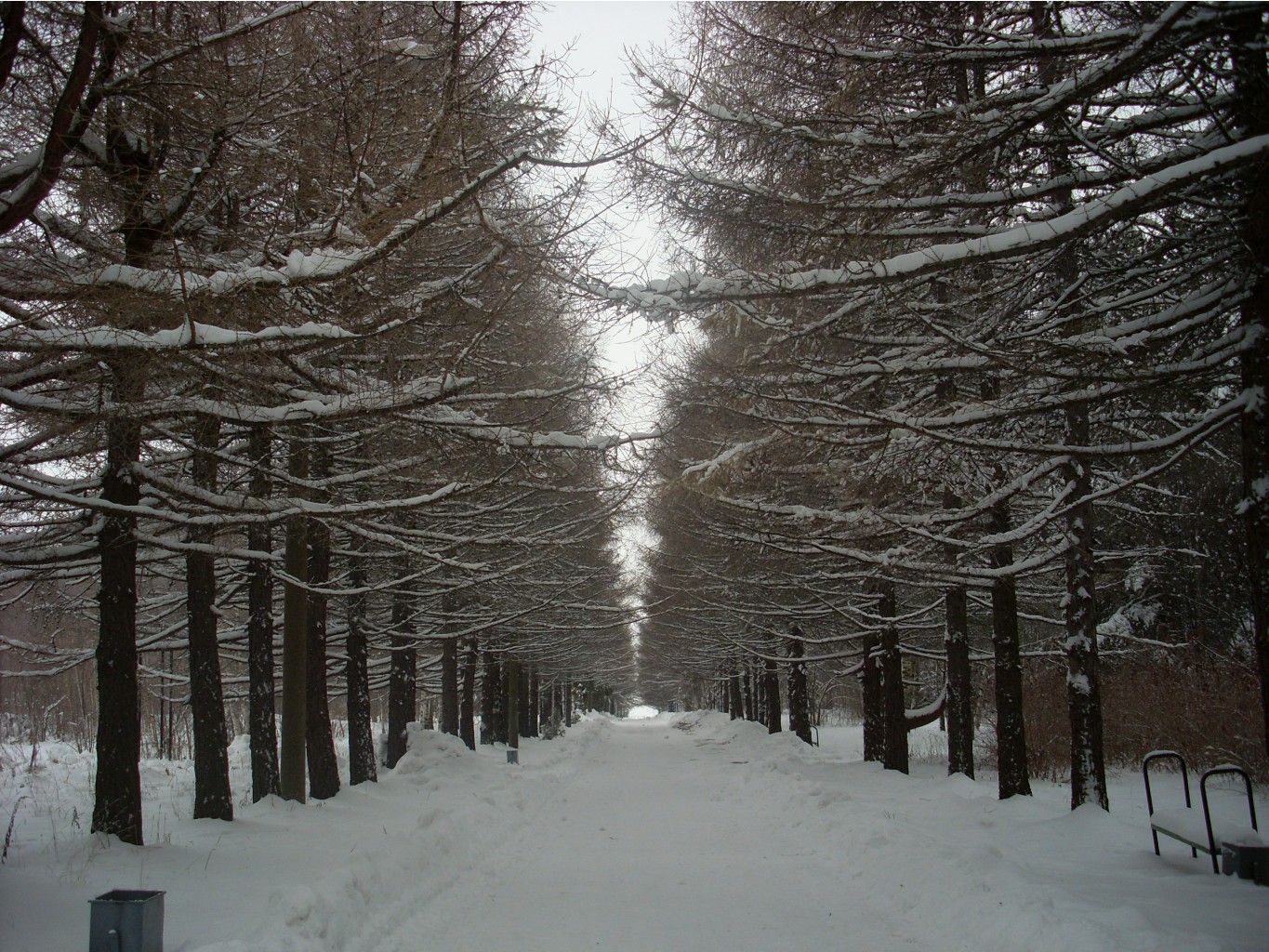 аллея к морю