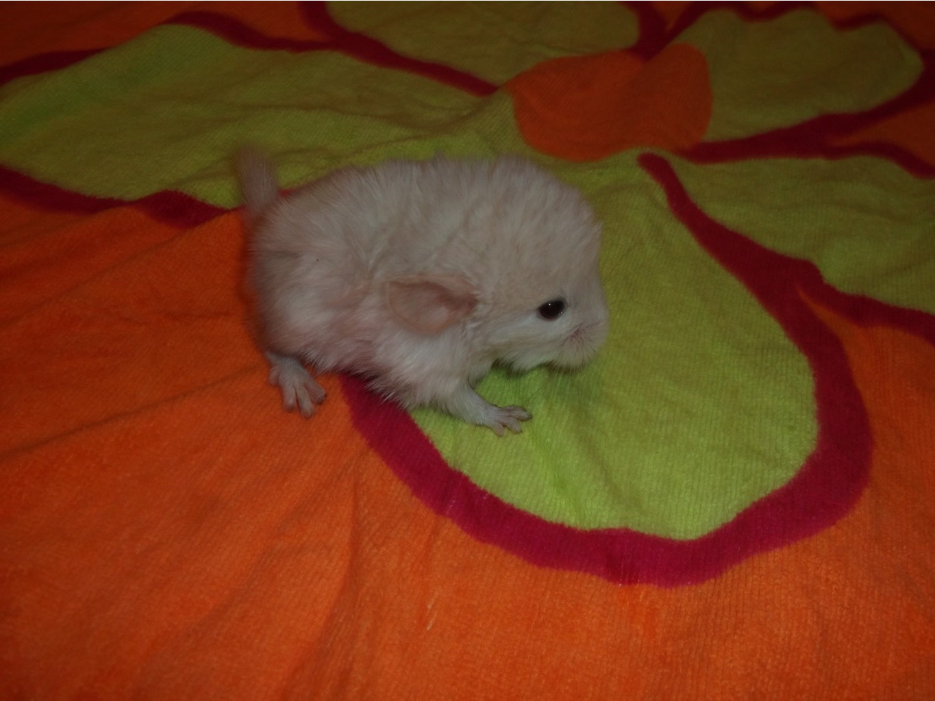 DSCF0541.JPG