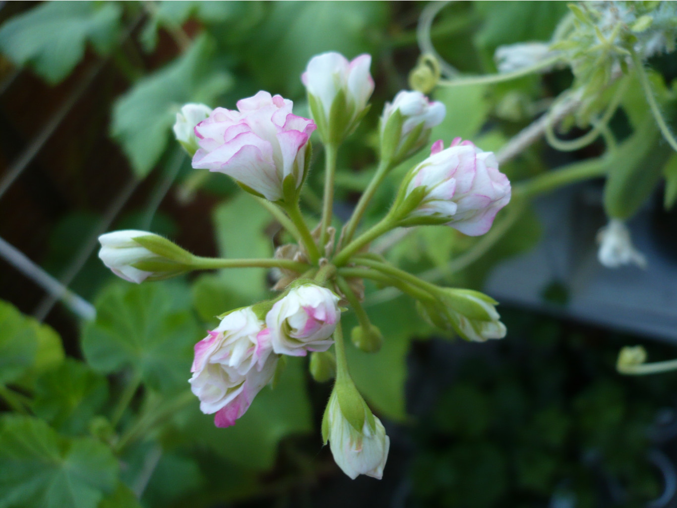 Apple Blossom Rosebud