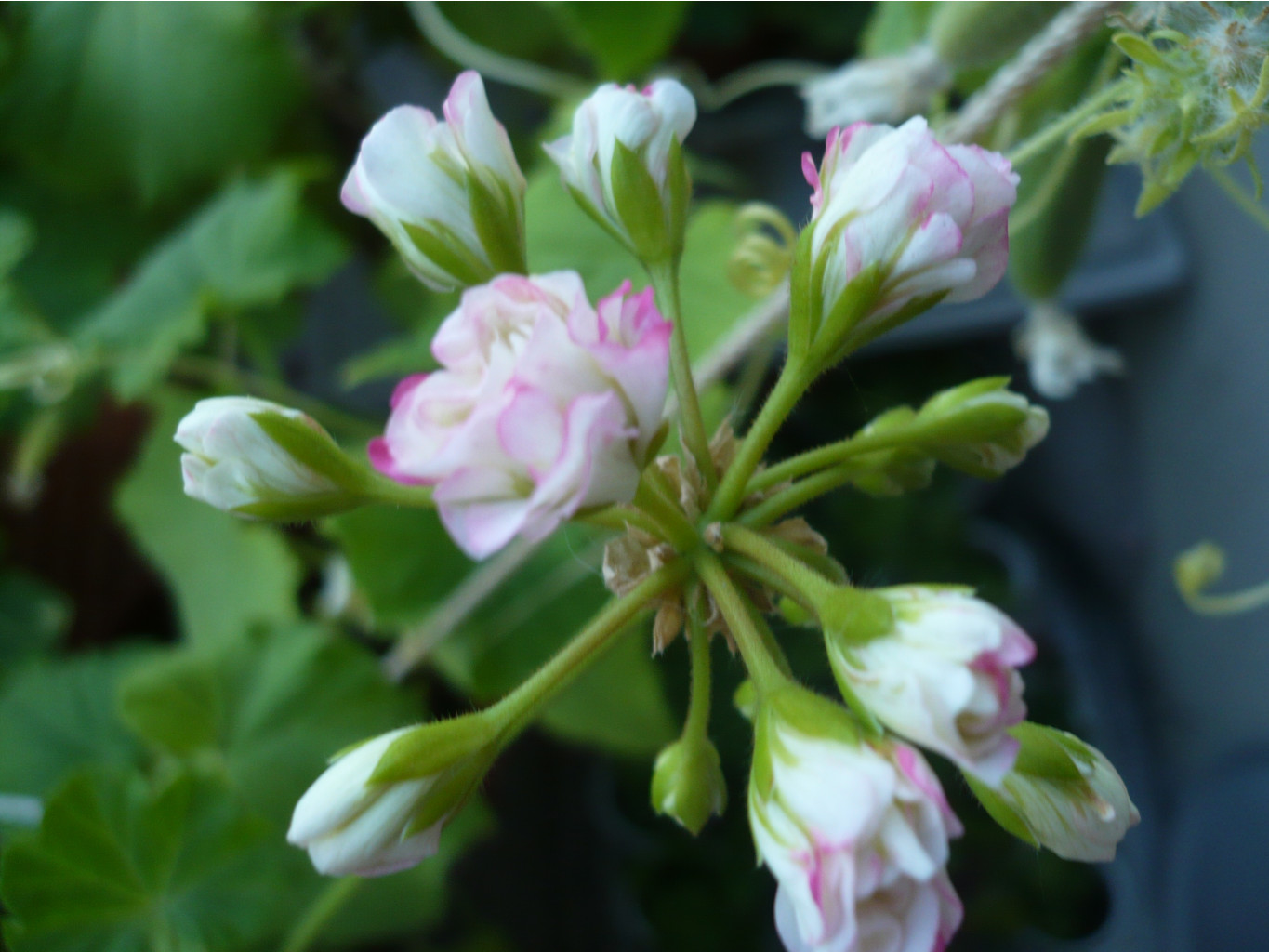 Apple Blossom Rosebud