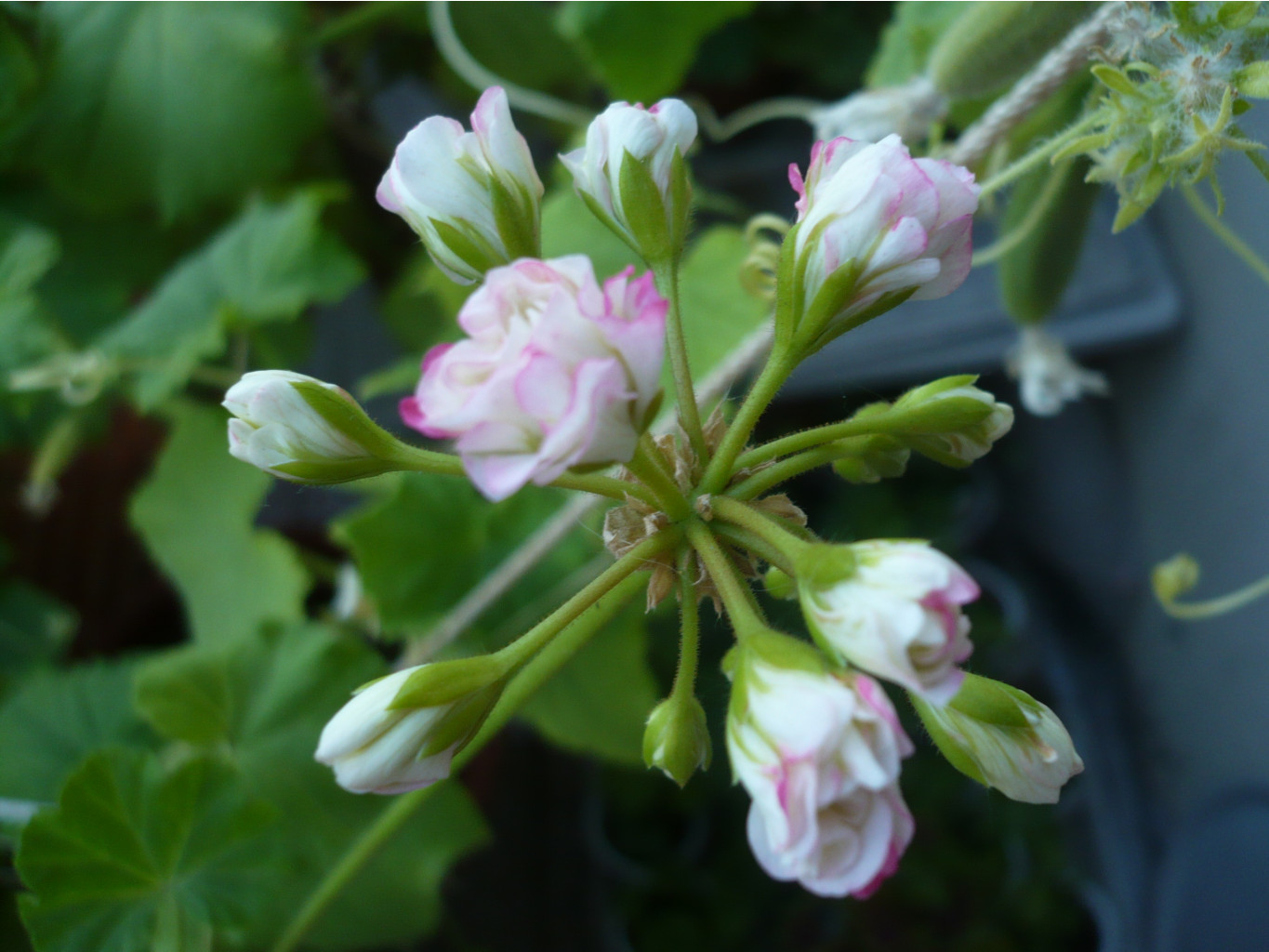 Apple Blossom Rosebud