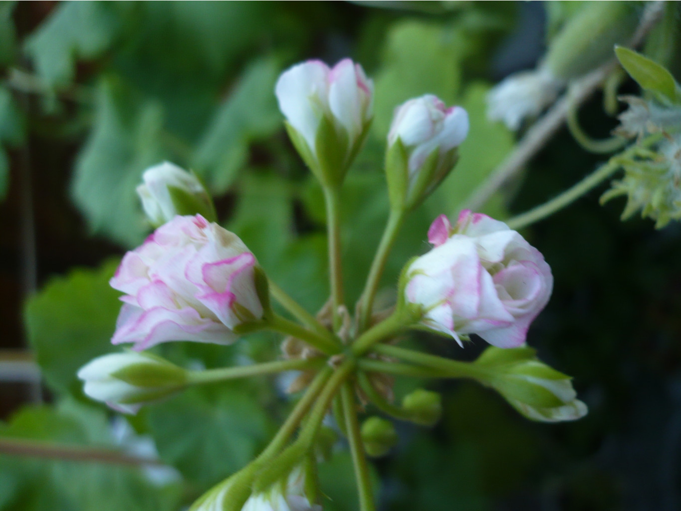 Apple Blossom Rosebud