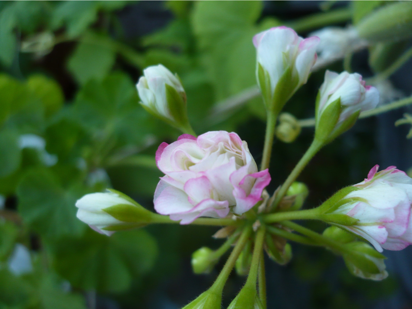 Apple Blossom Rosebud