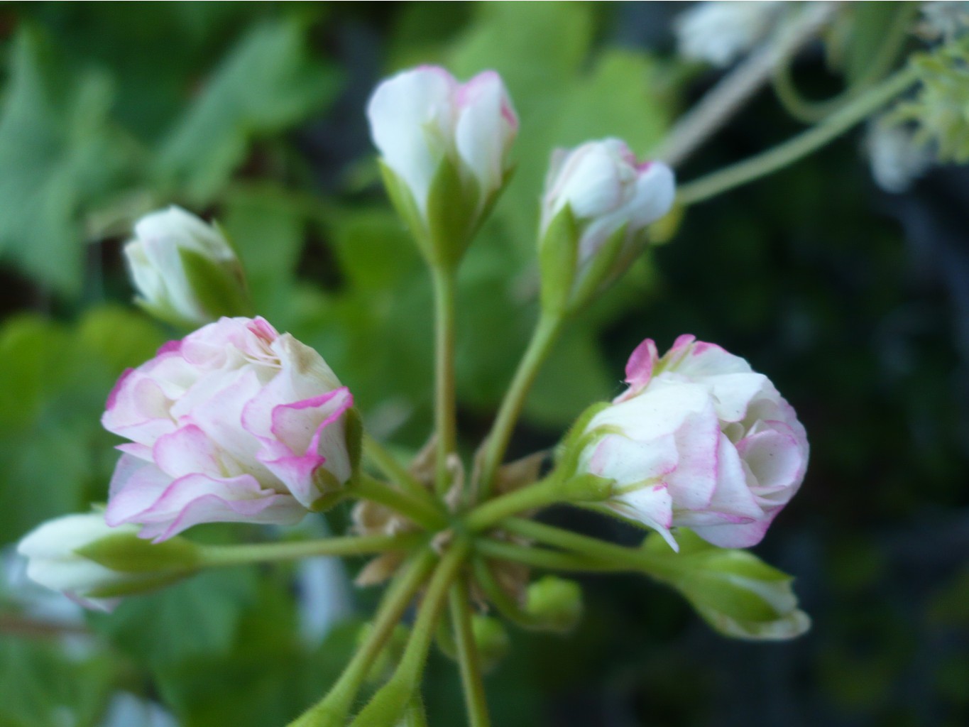 Apple Blossom Rosebud