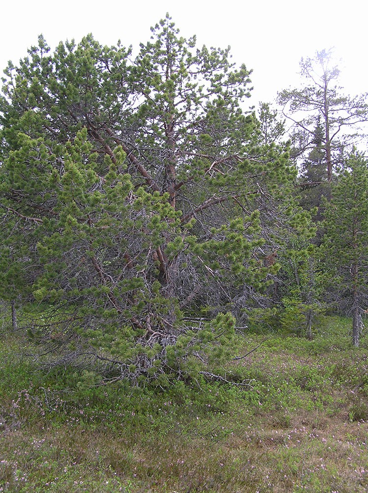 P1010604.jpg