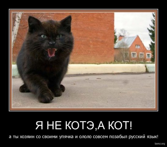 demotivatory-cat-f-it-ru101.jpg