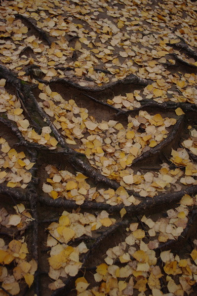 11.12.2009 17:39:46