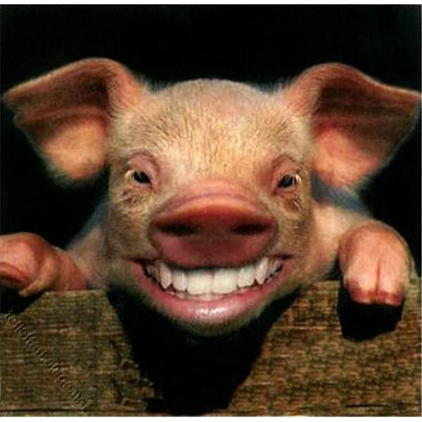 8cd33f7b-e6fa-4415-8456-a0611ce85f37pig_smiling.jpg
