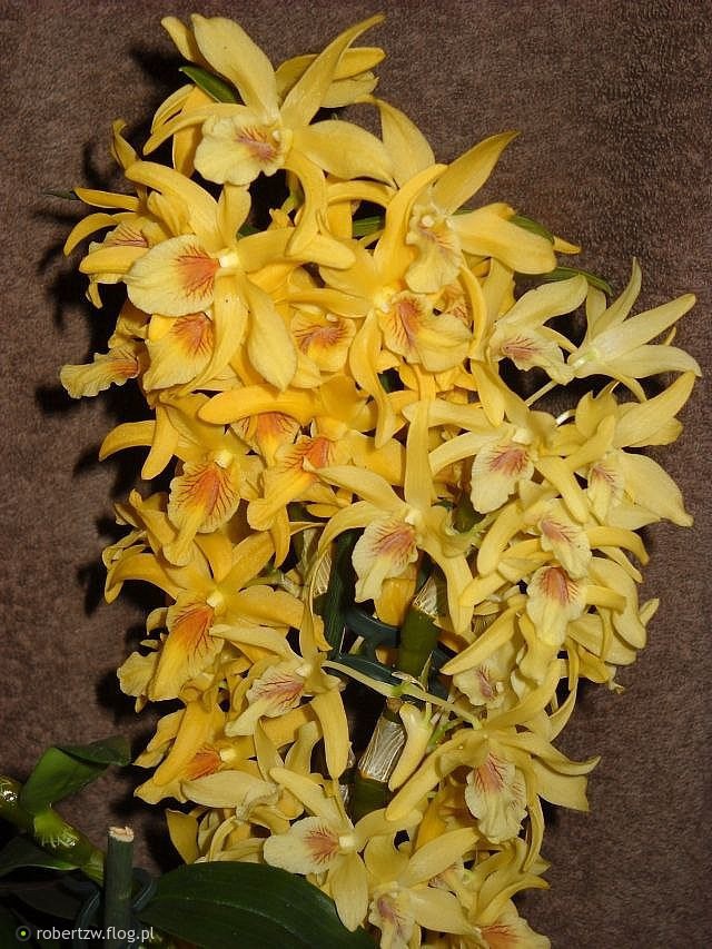 Dendrobium Nobile Stardust.jpg