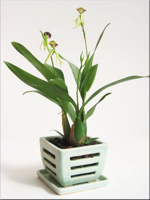 encyclia-cochleata.jpg