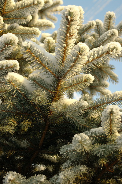 18.12.2009 14:26:39