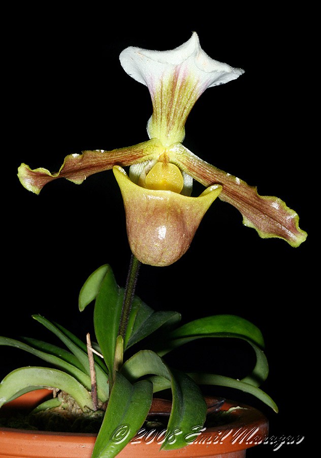 Paph_barbigerum.jpg