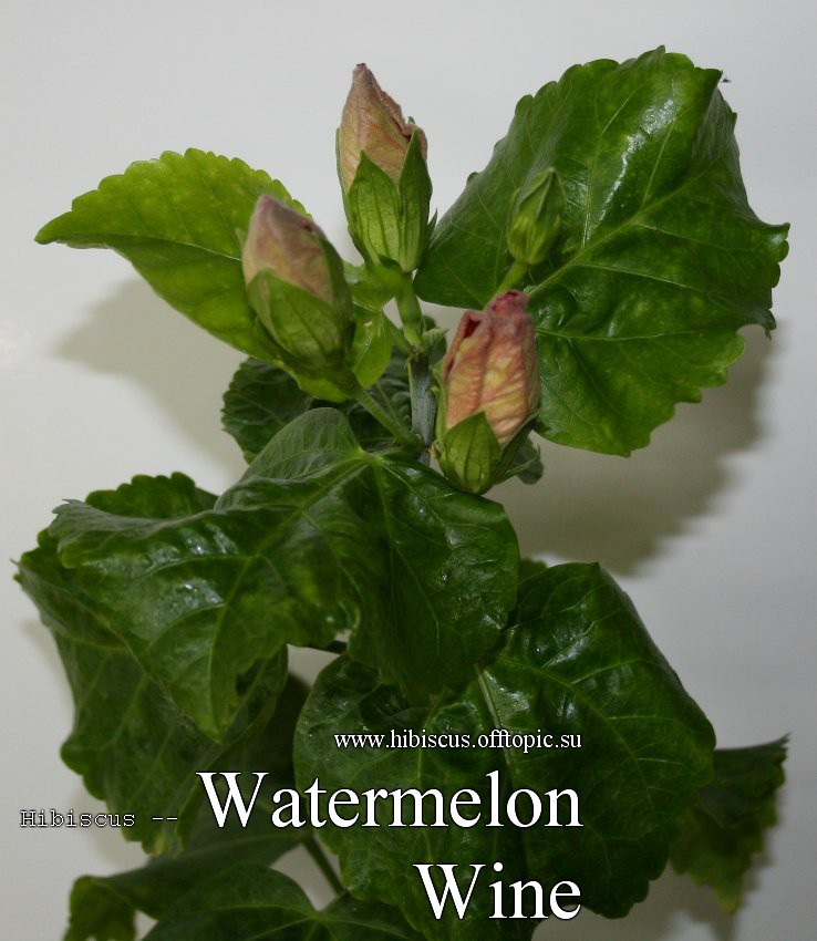 129 - Watermelon Wine-buton.jpg