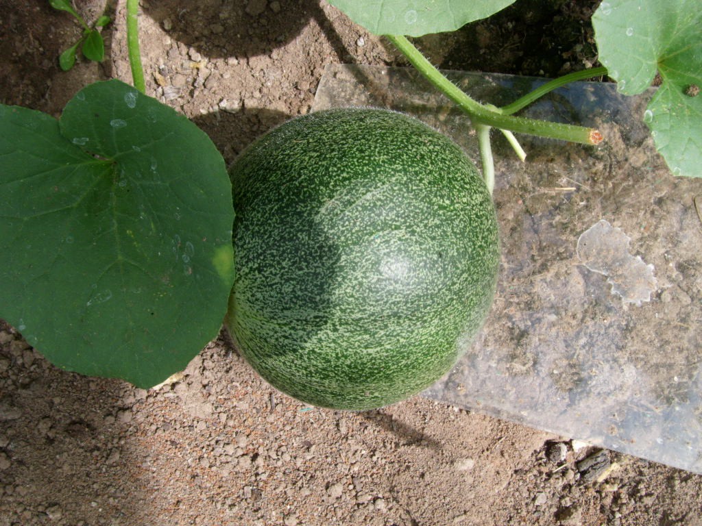 S73R5380.JPG